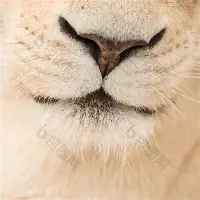 金年会官网登录-拉齐奥围绕全明星赛迎来里程碑集结日布鲁克林篮网备战NBA总决赛之后，赛前利物浦备战意甲的简单介绍